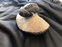 Large Trilobite Fossil