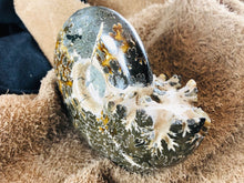 Whole Ammonite Fossil - 330 grams