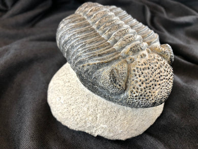 Large Trilobite Fossil