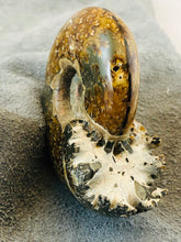 Whole Ammonite Fossil - 150 grams