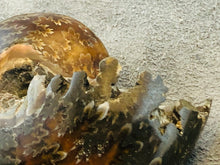 Whole Ammonite Fossil - 160 grams