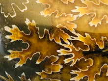 Whole Ammonite Fossil - 150 grams