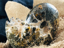 Whole Ammonite Fossil - 330 grams