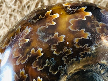 Whole Ammonite Fossil - 105 grams