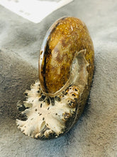 Whole Ammonite Fossil - 150 grams