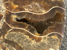 Sliced Ammonite Fossil - 270 grams