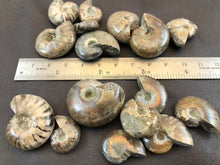 Small Ammonite Fossil - 8.8 grams