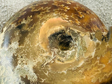 Whole Ammonite Fossil - 160 grams