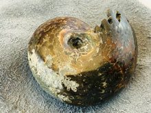 Whole Ammonite Fossil - 160 grams