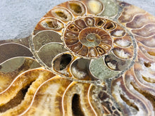 Sliced Ammonite Fossil - 295 grams