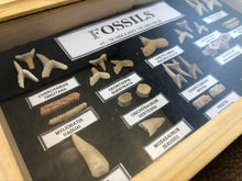 Marine Fossil Box Collection