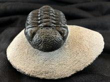 Large Trilobite Fossil