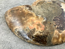 Sliced Ammonite Fossil - 240 grams