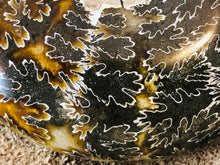 Whole Ammonite Fossil - 330 grams