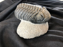 Large Trilobite Fossil