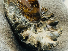 Whole Ammonite Fossil - 160 grams