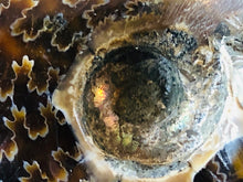 Whole Ammonite Fossil - 105 grams