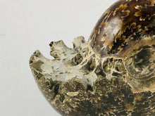 Whole Ammonite Fossil - 200 grams