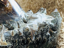 Whole Ammonite Fossil - 105 grams