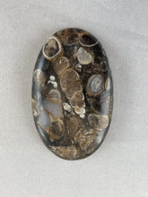 Turritella Agate  - Oval Cabochon