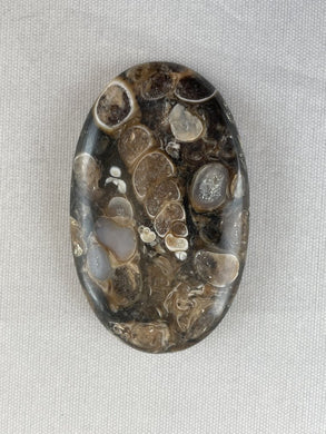 Turritella Agate  - Oval Cabochon