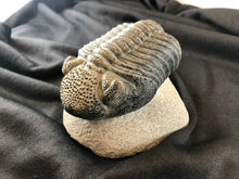 Large Trilobite Fossil