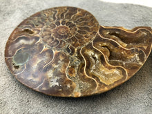 Sliced Ammonite Fossil - 240 grams