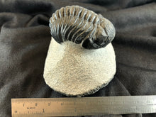Large Trilobite Fossil