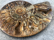 Sliced Ammonite Fossil - 270 grams