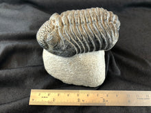 Large Trilobite Fossil