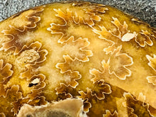 Whole Ammonite Fossil - 150 grams