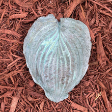 Jade Green Hosta Leaf - Cast Portland Cement - Small 6-1/2" x 8-1/2"