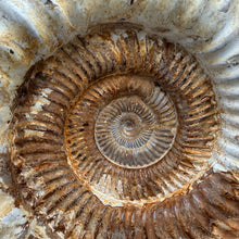 Extra Large White Ammonite Fossil 16.8 lbs – Natural Whole Ammonite Specimen