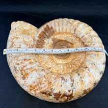 Extra Large White Ammonite Fossil 16.8 lbs – Natural Whole Ammonite Specimen