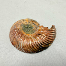 Fosillized Pyrite Ammonite Half