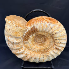 Extra Large White Ammonite Fossil 16.8 lbs – Natural Whole Ammonite Specimen