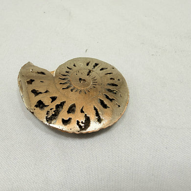 Fosillized Pyrite Ammonite Half