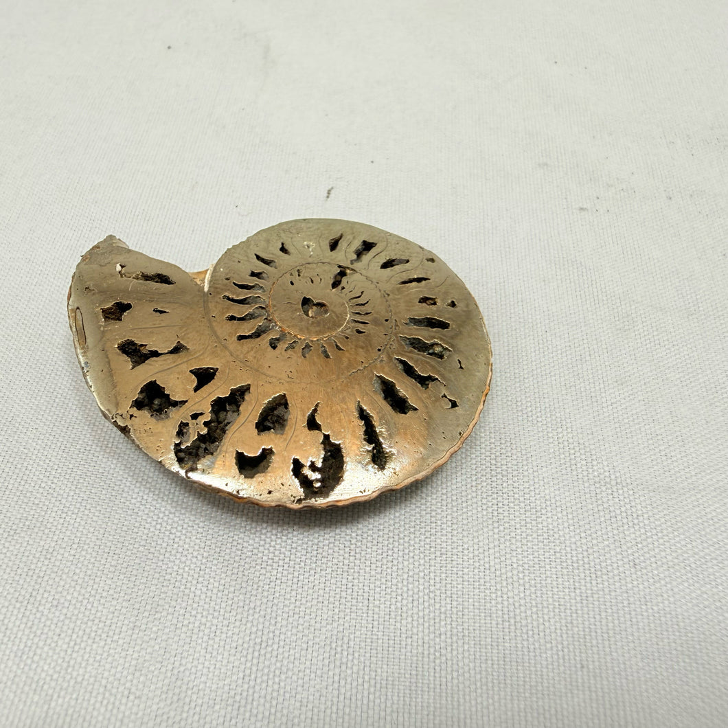 Fosillized Pyrite Ammonite Half