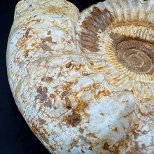 Extra Large White Ammonite Fossil 16.8 lbs – Natural Whole Ammonite Specimen