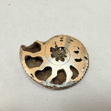 Fossilized Pyrite Ammonite Half
