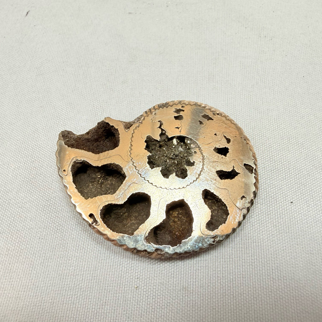 Fossilized Pyrite Ammonite Half