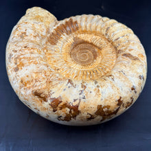 Extra Large White Ammonite Fossil 16.8 lbs – Natural Whole Ammonite Specimen