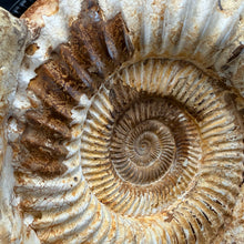 Extra Large White Ammonite Fossil 16.8 lbs – Natural Whole Ammonite Specimen