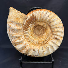 Extra Large White Ammonite Fossil 16.8 lbs – Natural Whole Ammonite Specimen