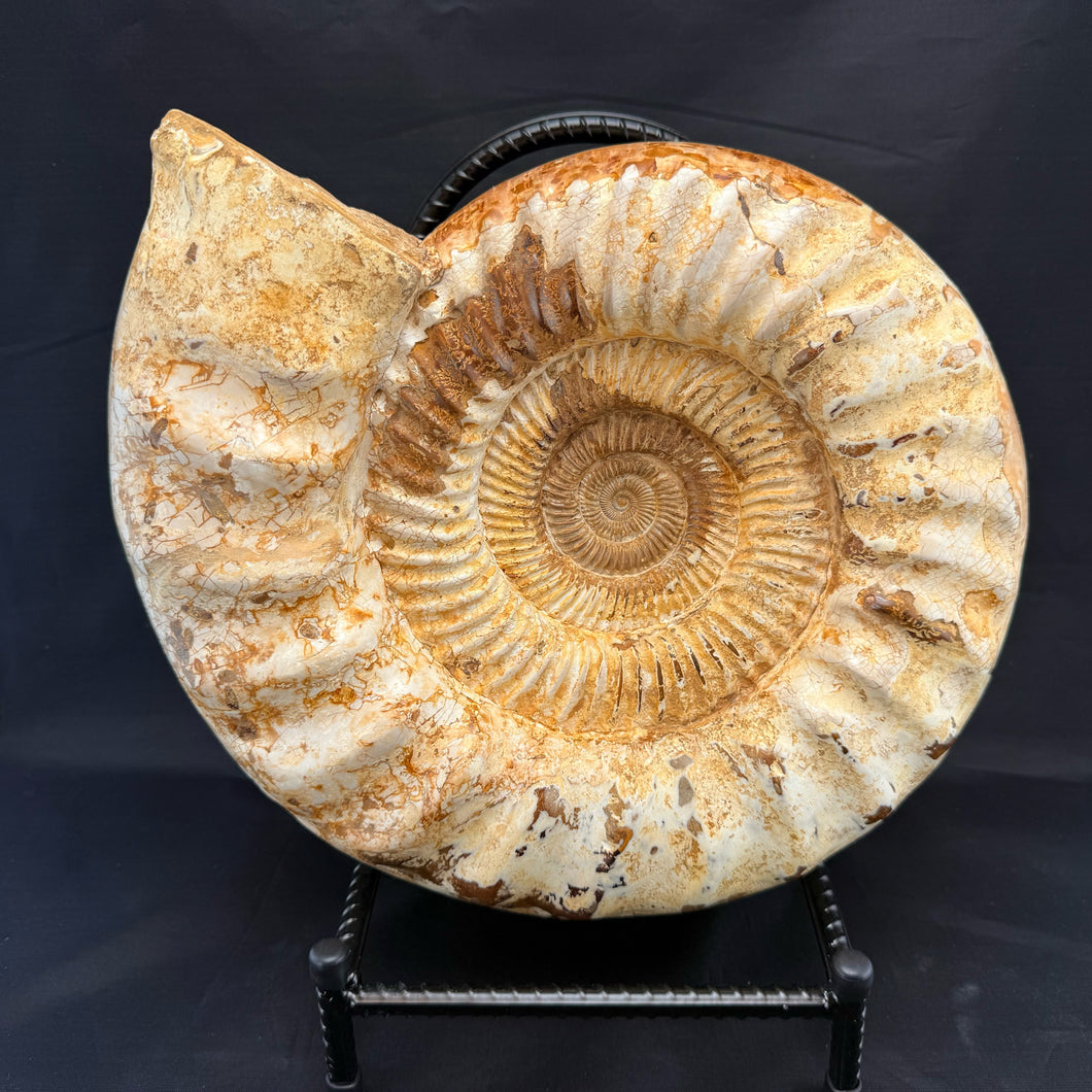 Extra Large White Ammonite Fossil 16.8 lbs – Natural Whole Ammonite Specimen