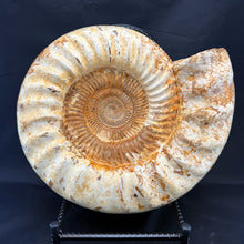 Extra Large White Ammonite Fossil 16.8 lbs – Natural Whole Ammonite Specimen