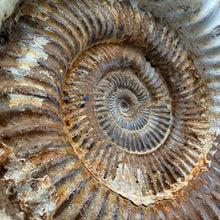Extra Large White Ammonite Fossil 16.8 lbs – Natural Whole Ammonite Specimen