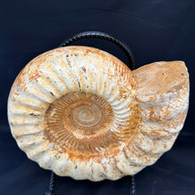 Extra Large White Ammonite Fossil 16.8 lbs – Natural Whole Ammonite Specimen