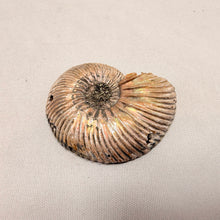 Fossilized Pyrite Ammonite Half