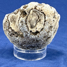 Las Choyas Coconut Geode Half
